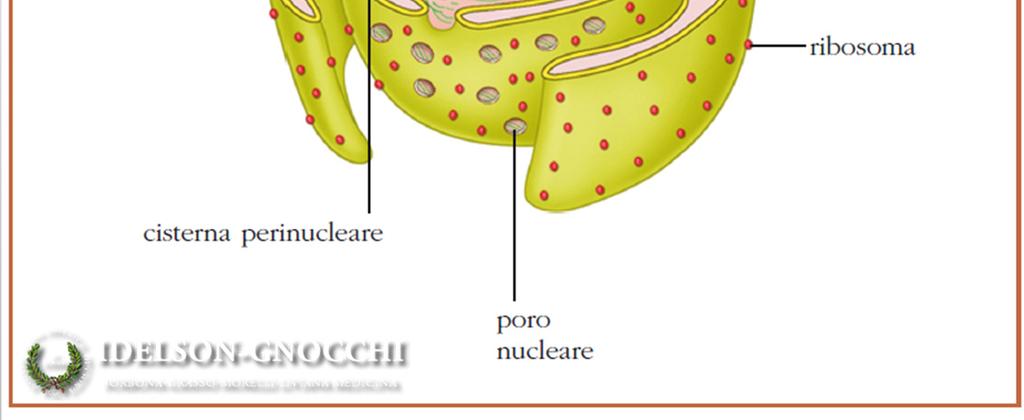 sono presenti ribosomi È attraversato da numerosi pori, per la comunicazione