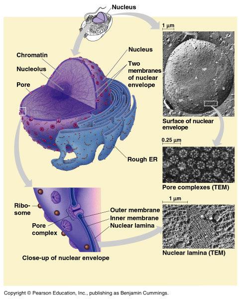 IL NUCLEO INVOLUCRO NUCLEARE La membrana interna dell involucro nucleare è in rapporto con la lamina nucleare e la cromatina La lamina nucleare: cromatina è costituita da una rete di filamenti