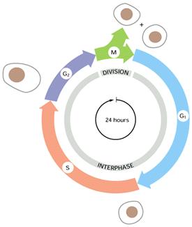 Il nucleo cambia in base allo stato della