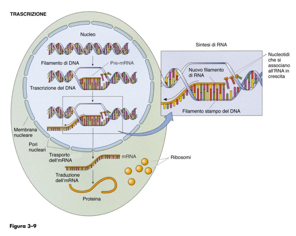 IL NUCLEO Le funzioni del nucleo sono correlate al suo contenuto in DNA (materiale genetico) Divisione cellulare 1cellula Espressione genica DNA (geni)