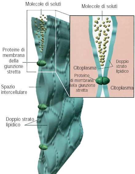 Giunzioni Occludenti Impediscono la diffusione delle molecole organiche Possono