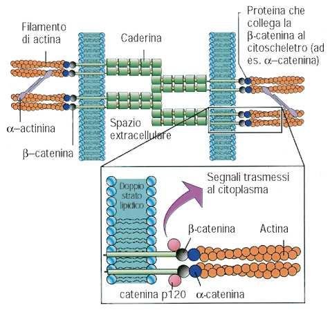 Giunzioni Ancoranti Forte struttura che attraversa la membrana ed è attaccata al citoscheletro.