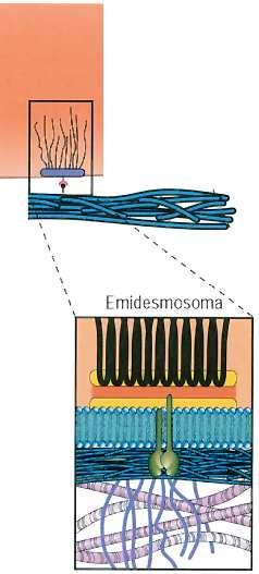 Emidesmosomi Strutture asimmetriche Una piastra ancora la parte basale della cellula alla lamina basale Questa piastra contiene Filamenti
