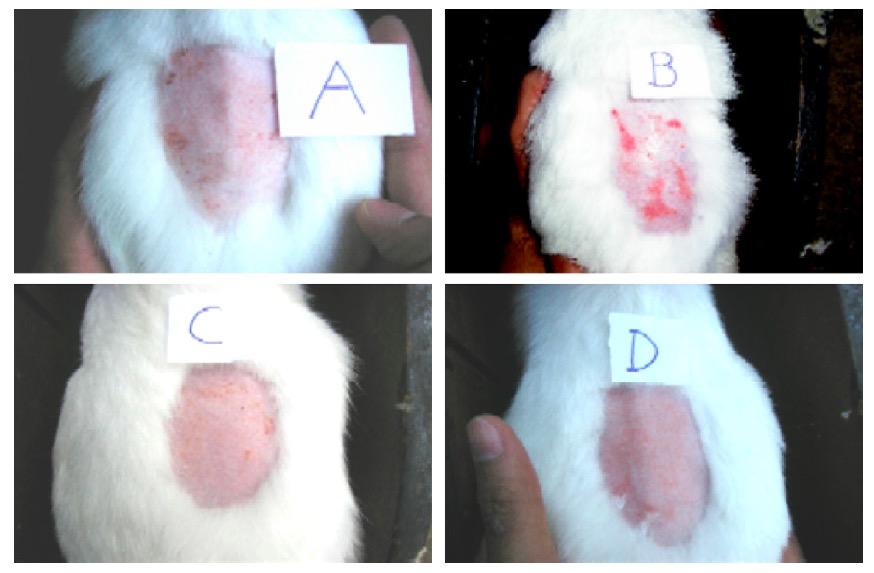 SLN in vivo NewZealand rabbits 24 h (A) control (no application); (B) marketed formulation (Retino-A cream); (C) SLN-based gel without tretinoin; (D) SLN-based gel containing