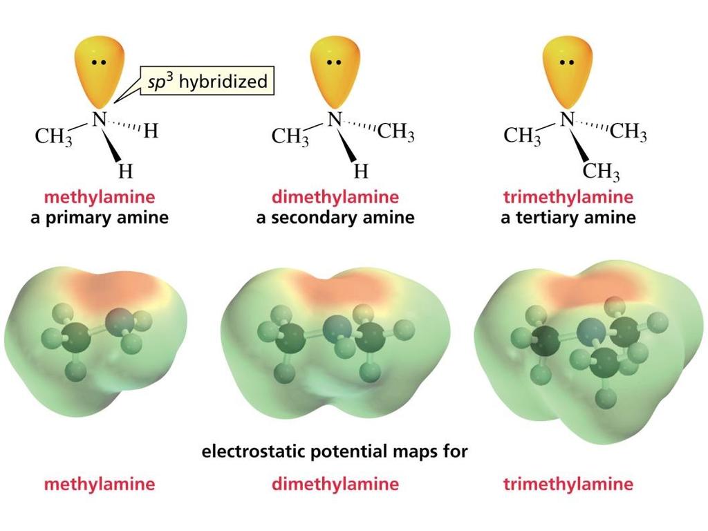 Le ammine Le ammine si comportano da basi e da nucleofili.