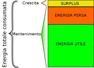 promossi dall educazione al consumo consapevole Energia