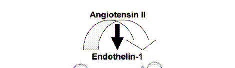 Effect of angiotensin