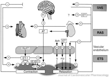 Interactions between Sympathetic Nervous System (SNS), RAS and Endothelin System (ETS) in regulating BP 29 Wenzel