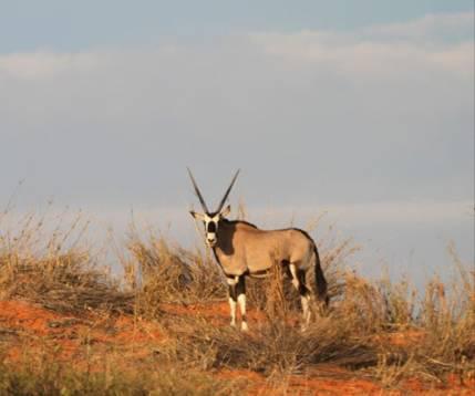 margini del deserto del Kalahari. Pranzo lungo strada e arrivo al lodge in tempo per un attività pomeridiana.