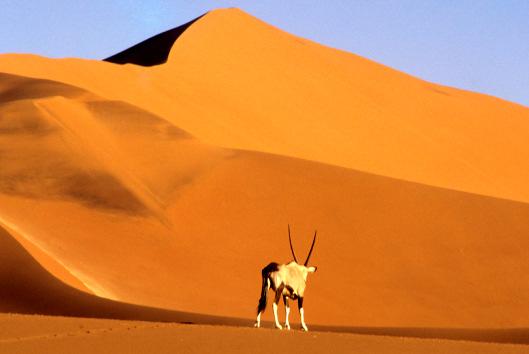 Proprio fra queste enormi dune si trovano i resti di antichi laghi ormai prosciugati: Sossusvlei e Deadvlei.