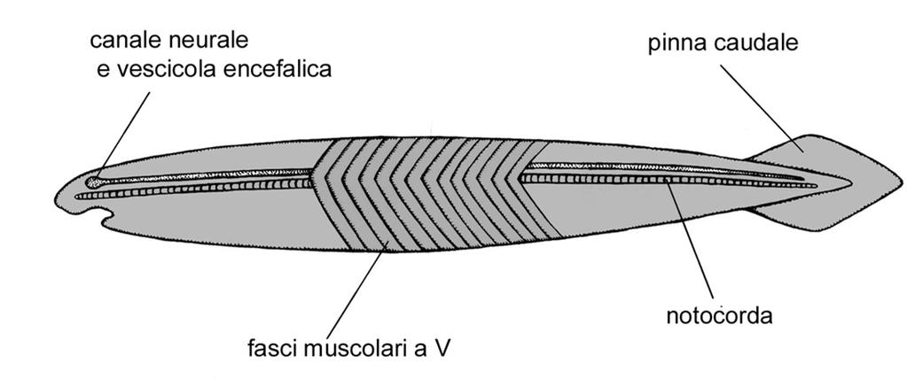 Cordati Schema della struttura di un cordato primitivo Cefalocordati Corpo fusiforme <5cm Encefalo suddiviso in