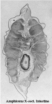 muscolari