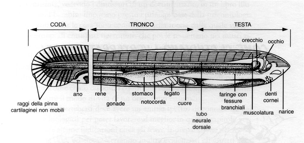 Dal canale neurale si