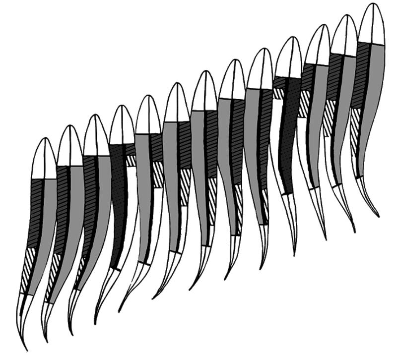 movimento Miomeri rilassati Miomeri in contrazione