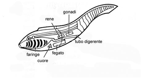 Faringe La struttura più sviluppata nei Craniati e nei primi Vertebrati era il faringe, una struttura cilindrica che serviva dapprima solamente per