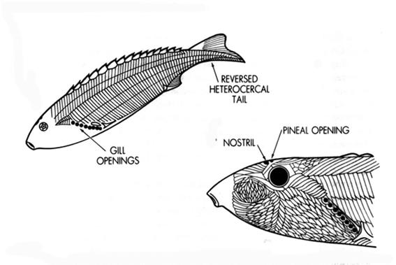 mantenere l assetto in acqua