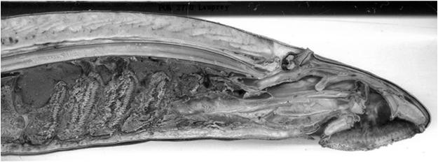 cartilaginei associati a muscolatura Coda leggermente