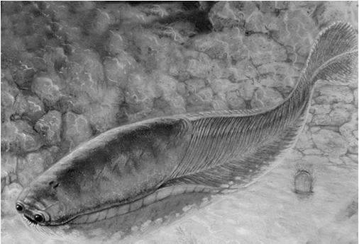 Arandaspis e Sacabambaspis (Ordoviciano) 12-14 mm Forma affusolata Piastre dorsale e ventrale sottili