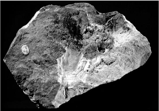 fessure branchiali Scaglie sul tronco molto allungate che formano una V coricata Endoscheletro