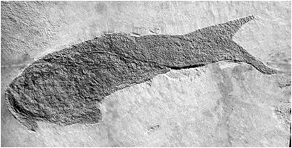 Thelodonti Ordoviciano Devoniano Superiore Privi di piastre ma coperti da minuscole