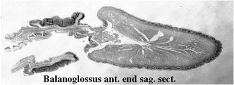 Balanoglosso, un Priapulide La proboscide potrebbe essere un omologo della notocorda Vetulicoli Da Chenjiang Simmetria bilaterale,