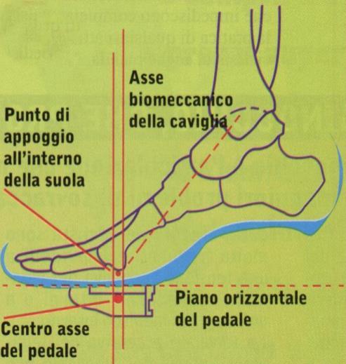 La posizione in bicicletta La posizione della sella Per stare comodo quando pedalo, devo mantenere la sella sempre orizzontale (mai con la punta in basso o in alto) La posizione dei piedi sui pedali