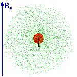 Direzione campo magnetico applicato Il segnale NMR Un segnale NMR è caratterizzato da tre proprietà: posizione intensità larghezza Dato che il dipolo magnetico µ di un certo nucleo è una costante per