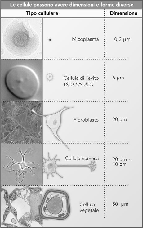 Le prime cellule Batteri