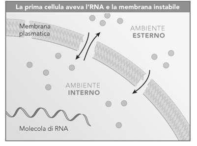 la vita comincia con strutture autoreplicanti La vita si è sviluppata a partire da materiali non viventi ordinati in aggregati molecolari, che, un po alla volta acquisirono