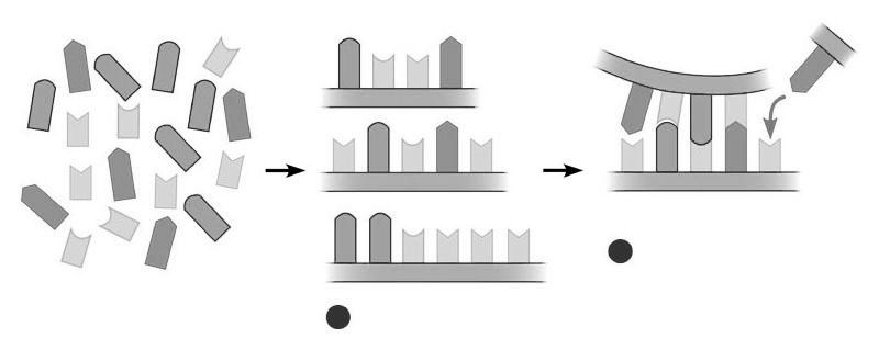 EVOLUZIONE CHIMICA [III tappa] Replicazione abiotica dell RNA Riproduzione di polinucleotidi a partire da stampi precostituiti, in base all appaiamento spontaneo delle basi complementari.