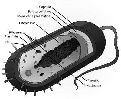 org/ argomento/cellula-procariotica Hanno un nucleo