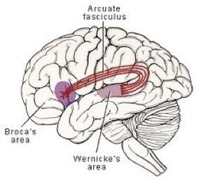 Il linguaggio nella sua globalità è una funzione cerebrale diffusa ma diverse aree hanno sottofunzioni diverse sia qualitativamente che quantitativamente.