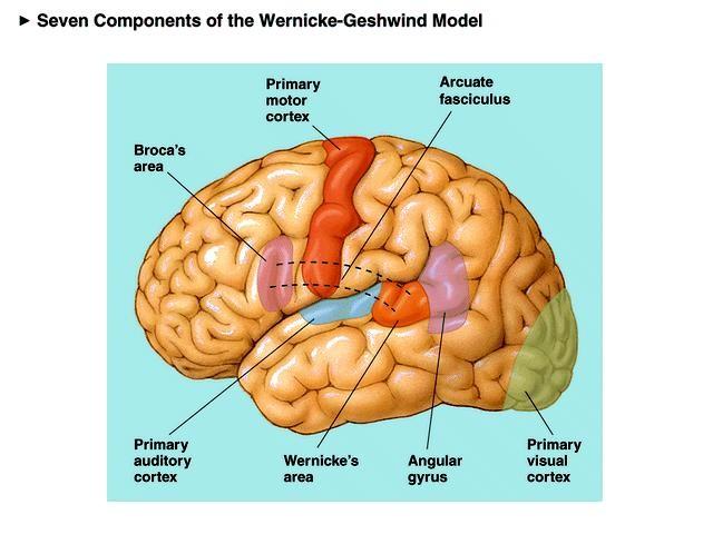 Sistema anteriore: permette una corretta organizzazione degli schemi, evitando perseverazioni fonemiche o verbali,