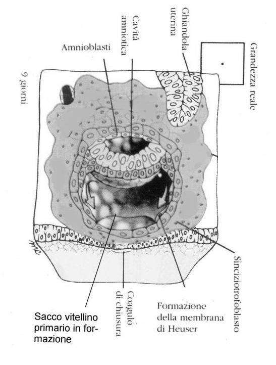 Inizia la formazione del sacco vitellino primario (giorni 8-9) LA SECONDA SETTIMANA La cavità amniotica si espande e dall