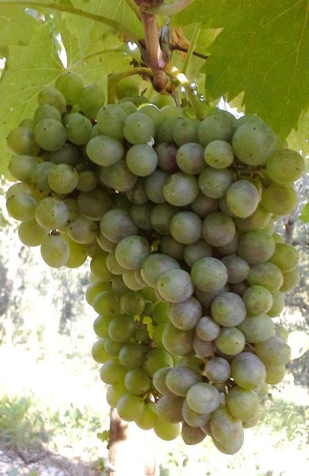 Nardobello Apice lanuginoso con sfumature carminio. Le foglioline apicali sono ramato rosse sulla pagina superiore e tomentose; la pagina inferiore è lanuginosa. Asse del germoglio di colore verde.