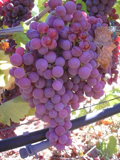 Somarello rosso. Buona fertilità reale (1.85 grappoli per gemma) abbastanza uniformemente distribuita lungo il tralcio. Le fase fenologiche del vitigno sono in genere medio.