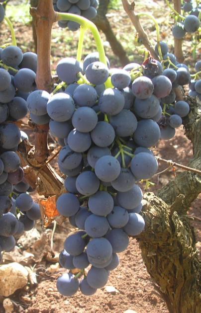 Notardomenico Il vitigno presenta una buona produzione (2 kg per pianta allevata a controspalliera con sesto di 2,5 x 1m), presenta una buona fertilità reale (1.