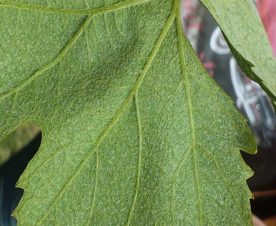 chiaro, nervature sporgenti e verdi; pagina superiore glabra, di colore verde cupo e con nervature verdi; denti molto pronunciati irregolari, a margini