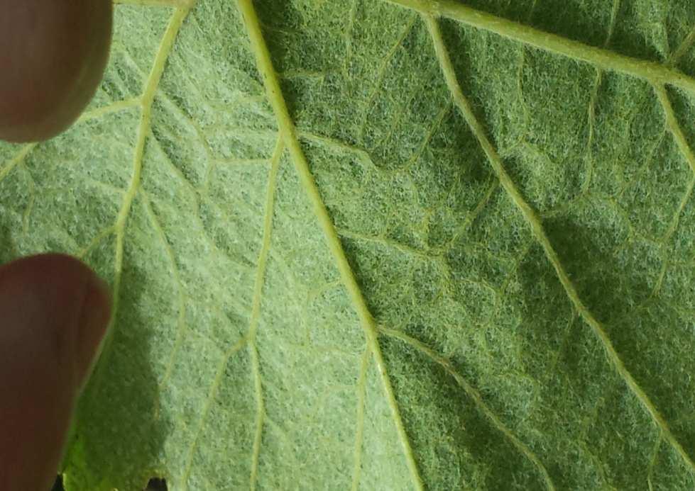 aracnoidea, di color verde cupo, piuttosto opaca; nervature verdi spesso soffuse di rosso; pagina inferiore lanugginosa, di color verde bottiglia con nervature principali verde chiaro; nervature di