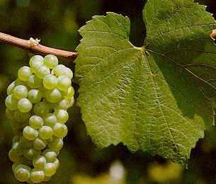 CHARDONNAY Foglia : intera, piana, a denti rettilinei poco,