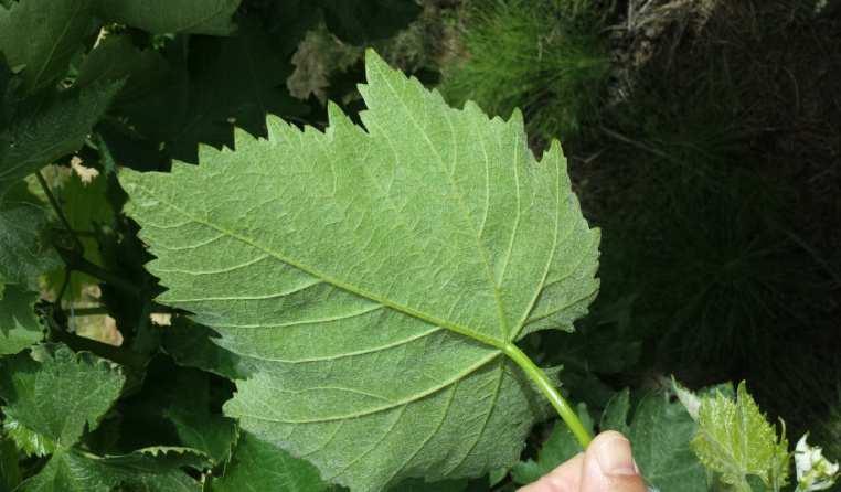 glabra di colore verde bottiglia, brillante e con nervature verdi; pagina inferiore aracnoidea di colore verde mare o verde chiaro con nervature principali verdi chiare; nervature di 1-2 -3 ordine,