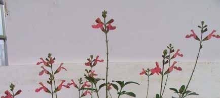 Salvia greggii cv Peach Cod.