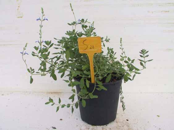 Salvia chamaedryoides cv Silver leaves Cod.