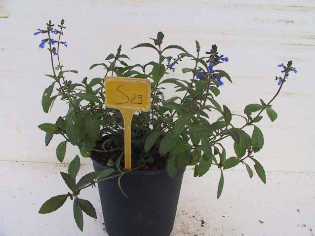 Salvia sinaloensis Cod.