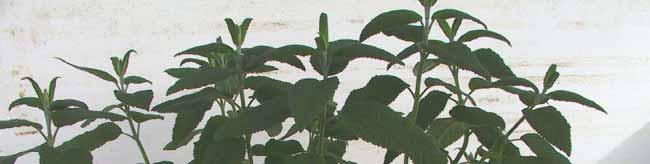 Salvia haenkei Cod.