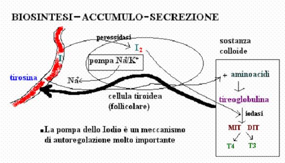 Biosintesi-Accumulo-Secrezione della