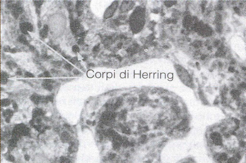 Corpi di Herring Le ampie aree chiare sono capillari.