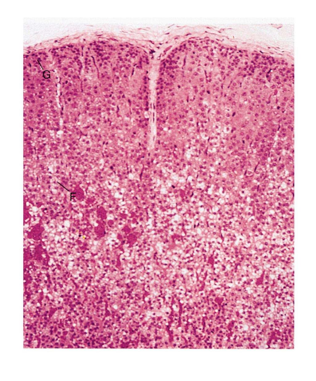 Ghiandola Cordonale (Corteccia del Surrene) Zona