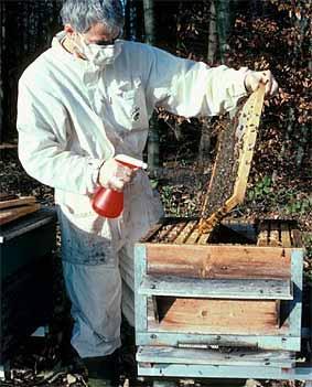 Metodi di trattamento testati Il test è stato svolto nell arco di due stagioni su due apiari con un totale di 72 colonie in due arnie Dadant a 12 favi.