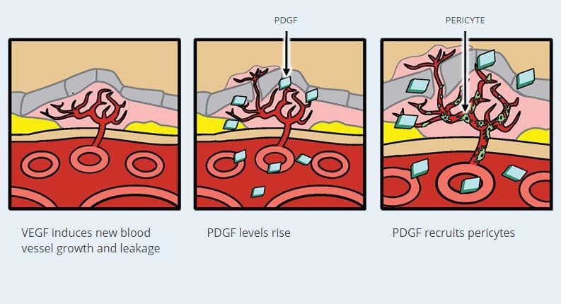I periciti rivestono il vaso e lo proteggono dagli anti-vegf.